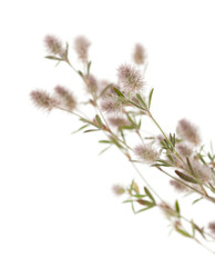 flora of Gran Canaria - Trifolium arvense, harefoot clover 