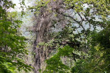 tropical forest