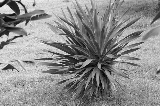 The surviving palm tree on the grass background - black and white