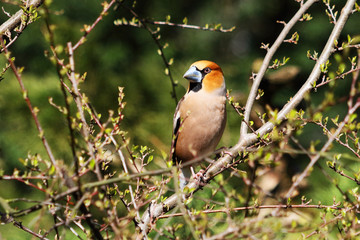 Hawfinch / Kernbeisser (Coccothraustes coccothraustes)