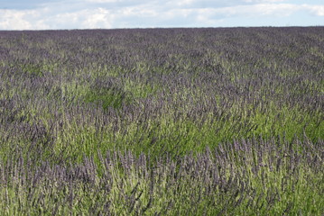 Fototapeta premium lavande