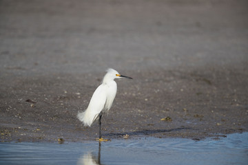 Snowy egret