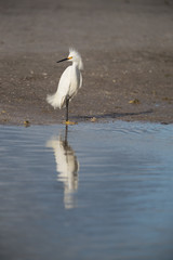 Snowy egret