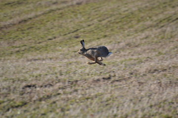 Running Hare