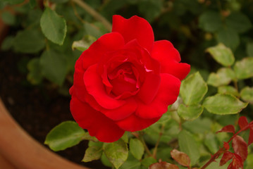 Rose rouge au jardin au printemps
