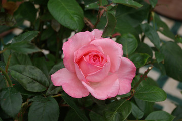 Rose en bouton au printemps au jardin
