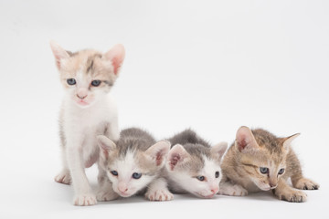Kitten on a white background.