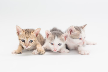 Kitten on a white background.