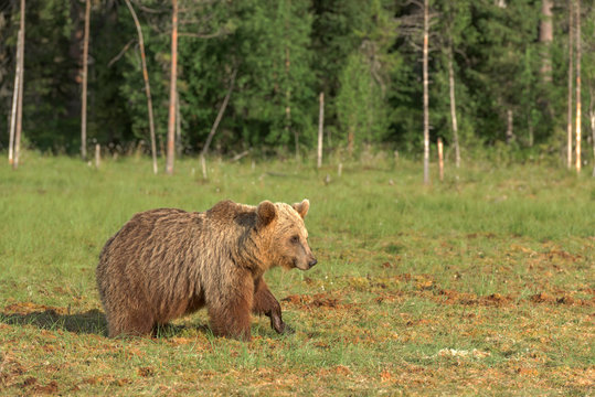 Brown bear walking in the bog on a summer evening
