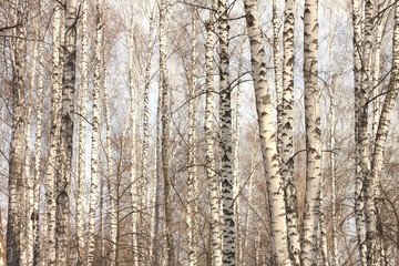 Trunks of birch trees against blue sky, birch forest in sunlight in spring, birch trees in bright sunshine