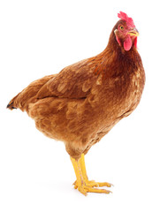 Brown hen isolated.