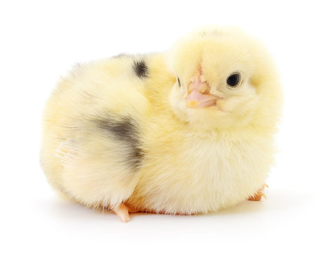 Small Yellow Chicken