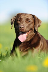 Braune Labradorhündin