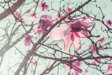 Magnolia tree covered with pink flowers