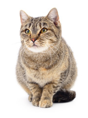 Kitten on white background.