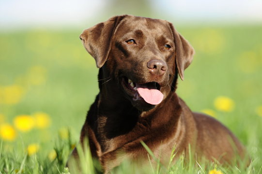 Braune Labradorh&uuml;ndin