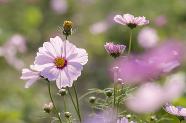 コスモス