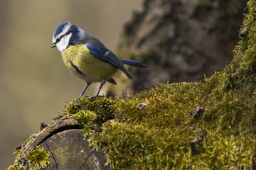 Blaumeise / Blaumeise, aufgenommen in Dannenberg (Landkreis Lüchow - Dannenberg, Niedersachsen, Deutschland).