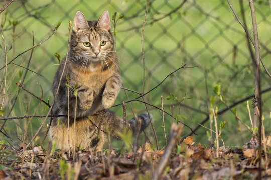 Saphira / Meine Katze Saphira, aufgenommen in Dannenberg (Niedersachsen, Deutschland).
