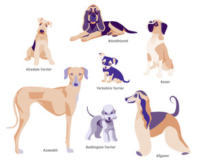 Vector illustration of dogs breed Airedale Terrier, Bloodhound, Boxer, Afganer, Azawakh, Bedlington Terrier, Yorkshire Terrier. - obrazy, fototapety, plakaty