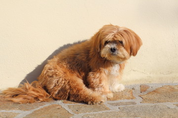 Chien Lhassa Apso assis