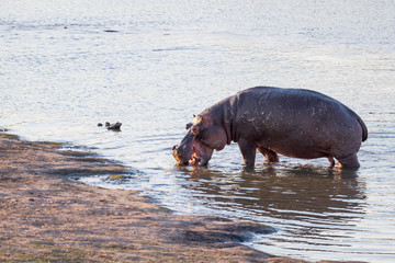Hippopotomus Africa's biggest killer