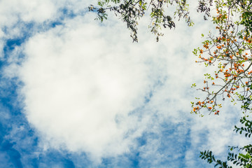 white fluffy clouds in the blue sky with tree 
