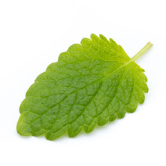 Fresh mint leaves isolated on white background.