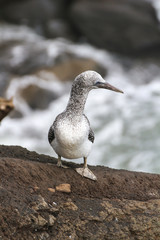 Juvenile Gannet