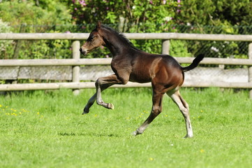 Gallopierendes Fohlen