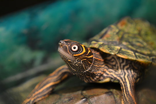 Mississippi map turtle head detail