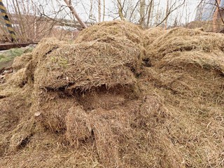Terrible smell rotten grass. Decay harvested grass in big green mound in corner of garden.