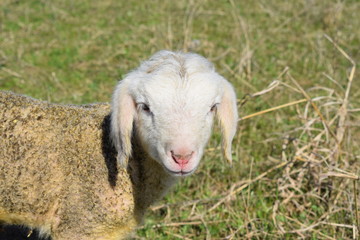 Obraz premium Sheep and lambs on pasture