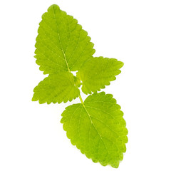 Fresh mint leaves isolated on white background.