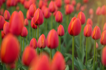 A bright red tulip flower background. Macro bokeh shot.