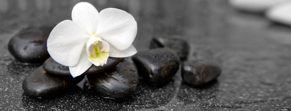 Fototapeta Single white orchid and black stones close up.
