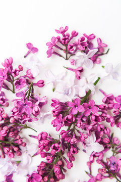blossoming purple spring lilac flowers on white background. Flat lay. Concept of freshness and beautifulness. DOF on lilac flower. minimalistic hi key picture of blossoming plant.