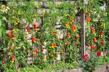 Fototapeta na wymiar Anbau von Tomaten an Mauer