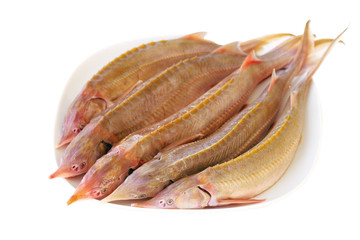 Fresh sturgeon fish on a white plate. Fresh sterlet prepared for cooking.