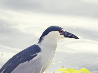 Black-crowned Night-Heron near a lake