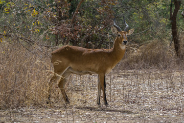 Red Lechwe in the National Park W, Niger
