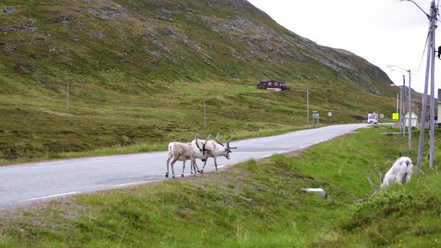 Reindeer in the North of Norway, Nordkapp