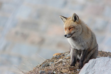 Red fox 06