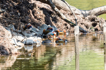 オシドリの群れ