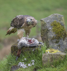 birds of prey
