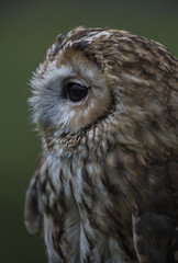birds of prey