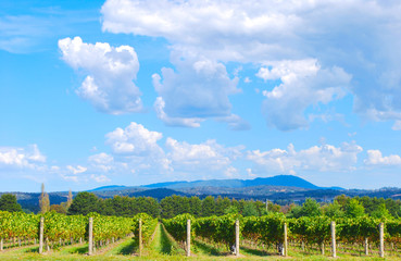 Obraz premium Winery vineyard at Yarra Valley next to Melbourne in Victoria, Australia.