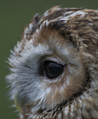 birds of prey