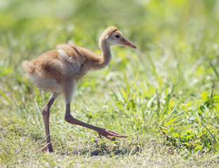 Sandhill Crane Chick walking