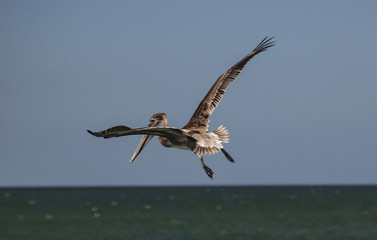 in flight